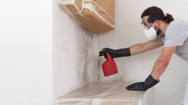 Professional Basement Mold Removal technician working in Mantoloking, NJ